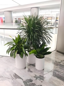 宁波鄞州绿植租摆价格全解析，不容错过！